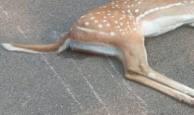 वाहन की ठोकर से मादा हिरण की मौत