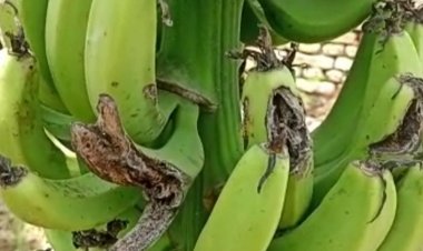किसानों को केला फसल पर नहीं मिल रहा बीमा लाभ:प्राकृतिक आपदा से हर साल केले की फसल पर दो से तीन बार मंडराता है संकट