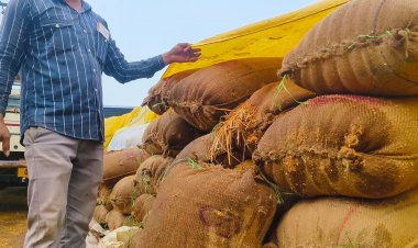 खुले आसमान में रखे करोड़ों के धान बेमौसम बारिश में भीगे