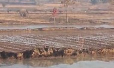 खेत में सुबह सुबह हाथी