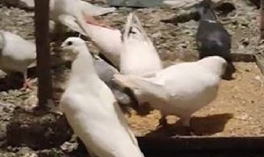 भोपाल में चोर पिंजरे समेत ले गए 35 कबूतर:ये उड़ान प्रतियोगिता में हिस्सा लेते; एक 11.50 घंटे उड़ान भरकर बना था चैंपियन