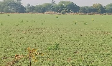 विदिशा में 7 डिग्री पहुंचा न्यूनतम पारा:तेज धूप से दिन का तापमान 27 डिग्री दर्ज, आने वाले दिनों में पड़ेगी ठंड