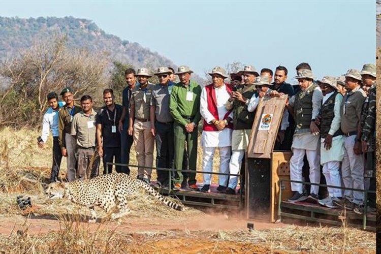 मध्यप्रदेश की पावन धरा पर रफ्तार भर रहा है चीता : मुख्यमंत्री डॉ. यादव