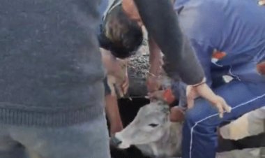 खिलचीपुर में अस्पताल के बाहर खुली नाली में गिरी गाय:स्थानीय लोगों ने बहार निकाला; सर पर कई जगह आई चोट