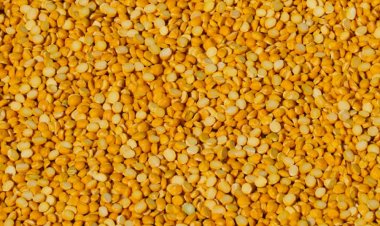 मोदी सरकार किसानों से एमएसपी पर खरीद रही तुअर दाल, पहले के मुकाबले तेजी दर्ज