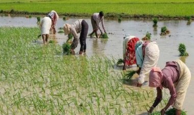 पानीपत में 15 जून से पहले धान की रोपाई करने पर सख्त कार्रवाई की जाएगी, उल्लंघन करने पर मिलेगी सजा