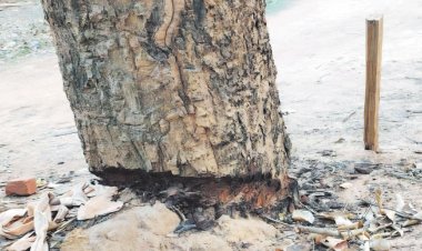 पेड़ को बचाने के लिए उपचार