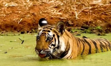 बांधवगढ़ के तालाब में आराम करते दिखी बाघिन:खितौली जोन में कांटीवाह की दो वर्षीय शावक ने पिया पानी, पर्यटकों ने बनाया वीडियो