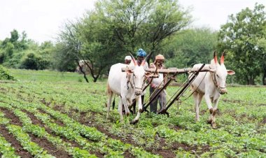 नए जिले मैहर में जेआईटी पोर्टल में तकनीकी समस्या आने से नहीं हो रहा भुगतान, किसानों के 150 करोड़ अटके