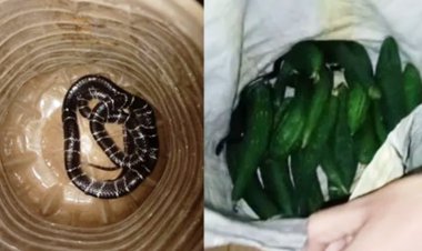 सब्जी के थैले से निकला जहरीला करैत, मच गया हड़कंप