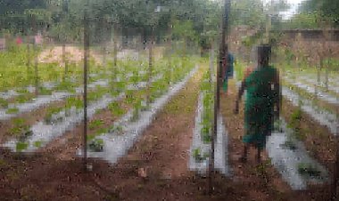 खरीफ के लिए दुर्ग संभाग में 80 प्रतिशत उर्वरक उपलब्ध