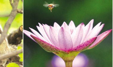 राजकुमार कॉलेज के जीव-जंतु एवं प्रकृति का दो पीढिय़ों के फोटोग्राफरों ने किया साक्षात्कार