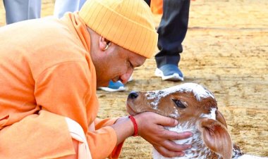 विशेष आर्टिकल- नंद बाबा दुग्ध मिशन: उत्तर प्रदेश में डेयरी क्रांति का नया अध्याय – किसानों की आय दोगुनी से आत्मनिर्भर ग्रामीण अर्थव्यवस्था तक