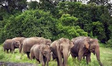 रामगढ़ में हाथियों का उत्पात: 45 वर्षीय महिला की कुचलकर मौत