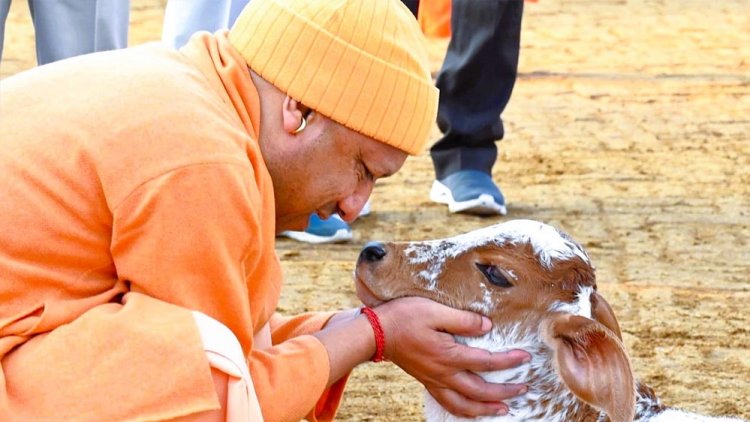 विशेष आर्टिकल- नंद बाबा दुग्ध मिशन: उत्तर प्रदेश में डेयरी क्रांति का नया अध्याय – किसानों की आय दोगुनी से आत्मनिर्भर ग्रामीण अर्थव्यवस्था तक