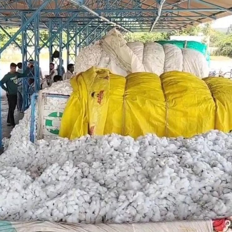 बड़वानी में 6775 रुपए के अधिकतम भाव पर बिका कपास:कृषि मंडी में सुबह से देर शाम तक चली नीलामी, 1176 क्विंटल रही कपास की आवक