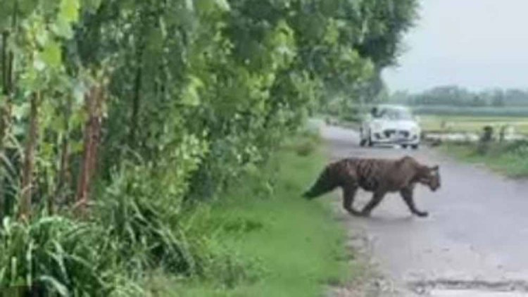 रणथंभौर में टाइगर का अचानक दर्शन, मंदिर मार्ग पर श्रद्धालुओं में रोमांच और सतर्कता