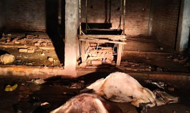 ईसागढ़ में खुले ट्रांसफार्मर से करंट, दो गोवंश की मौत:बिजली कंपनी की लापरवाही, नागरिकों ने पहले भी शिकायतें की थी