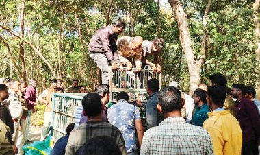 मादा भालू और दो बच्चों को सुरक्षित पकड़ा