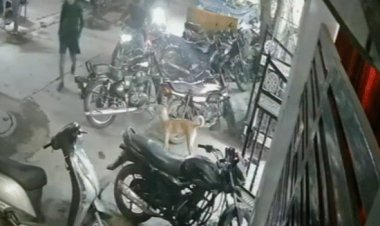 इंदौर में डॉग को डंडे से पीटकर मारा,VIDEO:डॉग लवर्स ने आरोपी के घर पर बोला हमला, तोड़फोड़ की; पुलिस ने क्रास केस दर्ज किया