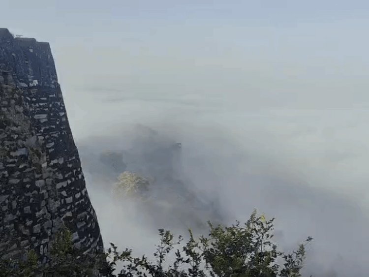 रायसेन में तीन दिन से घना कोहरा:कृषि, स्वास्थ्य विभाग ने एडवाइजरी जारी की, फसल सुरक्षा के उपाय बताए