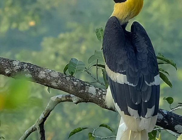 दुर्लभ हॉर्नबिल संरक्षण की विशेष पहल  उदंती-सीतानदी में विकसित हो रहे प्राकृतिक उद्यान