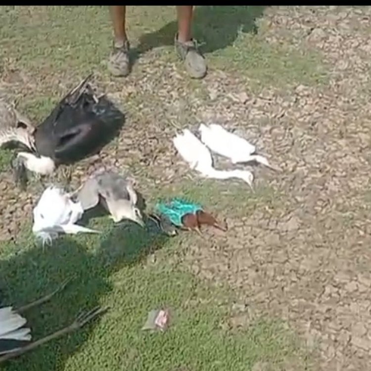 बरखेड़ी में तालाब किनारे मरे मिले कई पक्षी:वन विभाग को सूचना, टीम अभी नहीं पहुंची मौके पर
